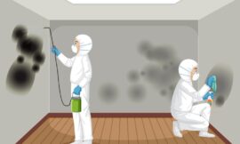 Why Mold Remediation Requires Professional Equipment and Expertise