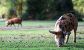 A Guide to Pig Breeds: Understanding Different Types of Pigs