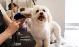 Convenient Dog Grooming in Kolkata: Why Pet Groomly’s Doorstep Service is the Best Choice