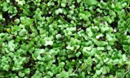 Microgreens for Sale: Why You Should Start Growing These Nutritious Greens