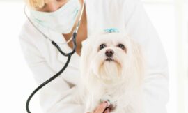 Unlocking Benefits of Animal Acupuncture: A Path to Your Pet’s Wellness