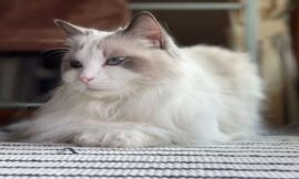 Considering a Ragdoll Cat as Your Pet Companion