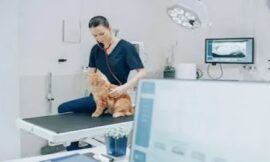 Selecting the Best Veterinarian