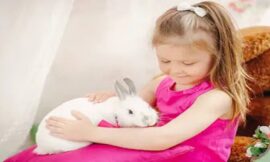 Choosing the Perfect Pet Rabbit