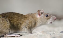 Why You Need a Professional Rodent Exterminator for Effective Mice Control Services