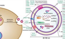 Exosome Extraction Kits to Support Exosome Research