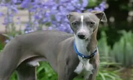 “Reducing Risks for Italian Greyhounds”