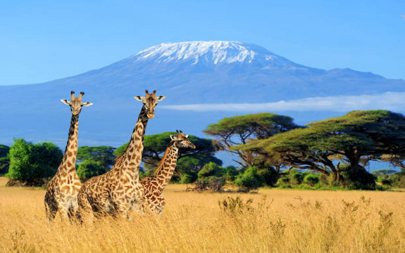 Kenya tour Package