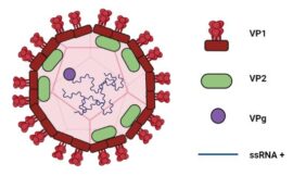 Innovative Norovirus VP1 VLP Panel for Research Use