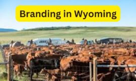 Branding in Wyoming: The Leading Agencies Shaping Business Success