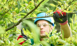 Enhancing Landscapes with Wood Chipping and Arboriculture