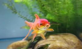 Ultimate Goldfish Tank Care Guide