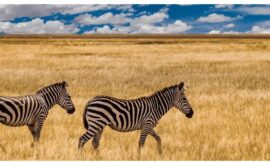 Discover the Thrill of Plains Game Hunting Africa with Kalahari Safaris