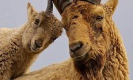 Punjab Urial Hunting in Pakistan: A Complete Trophy Hunter’s Guide to Success