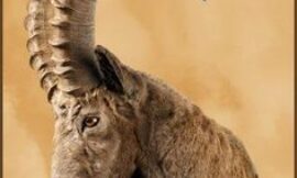 Himalayan Blue Sheep and Goat in Pakistan: Where to Hunt, A Hunter’s Guide