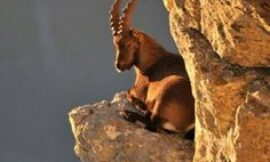 Himalayan Ibex Hunting in Pakistan – Ultimate Guide to Trophy Hunts, Costs, and Best Locations
