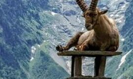 Markhor Hunting in Pakistan – Trophy Hunting Destinations, Costs & Legal Guidelines