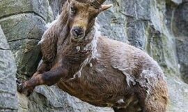 Himalayan Ibex Hunting in Pakistan – Best Seasons, Locations & Packages