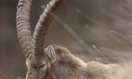 Urial Hunting in Pakistan: Best Locations and Trophy Hunting Insights