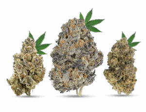 AA Weed Grade 