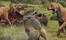 How Dire Wolf Studies Are Reshaping Wildlife Conservation Methods