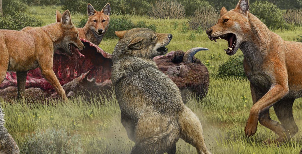 Dire Wolf Studies