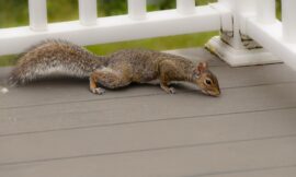 How can I prevent squirrels from returning to my property after removal in Houston?