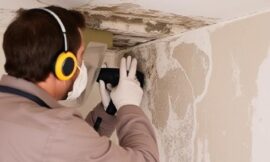 Professional Mold Removal in Santa Rosa: Protect Your Home and Health
