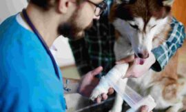 Fractures, Seizures & More: Why an Emergency Veterinarian Service Is Crucial for Pets
