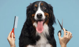 Pet Services – Find Puppies, Groomers, Training & More