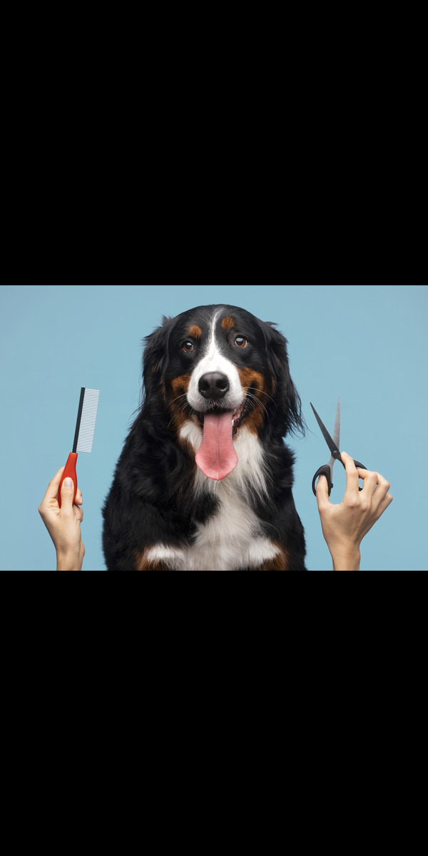 Read more about the article Pet Services – Find Puppies, Groomers, Training & More