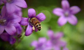 Soaps with bee products – natural skin care