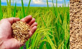 Beyond the Tractor: Discover the Farming Equipment Transforming Agriculture