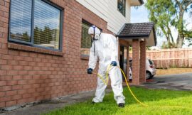 Las Vegas Ant Exterminator – Professional & Affordable Pest Control