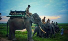 Kaziranga National Park Online Safari Booking Guide