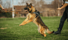 Why Aggressive Dogs Need Private Training Sessions: A Safer Path to Success