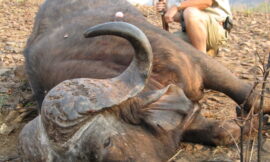 Why Safari Club International Chapters Matter for Ethical Hunting Adventures