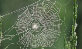 Spider Silk and Quranic Verses: Engineering Strength in Nature