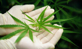 AA vs AAA: Which Weed Grade is Best?