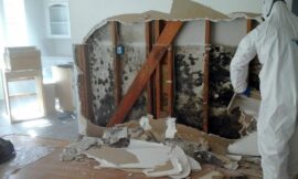 The Health Benefits of Professional Mold Removal: Breathing Easier at Home