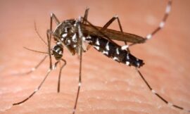 Mosquito Control Las Vegas
