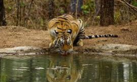 Pench National Park – Where The Jungle Book Comes Alive
