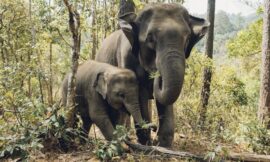 Kaziranga National Park Online Booking: A Step-by-Step Guide