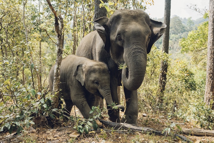 Read more about the article Dhikala Safari Booking Guide – Jeep & Canter Options