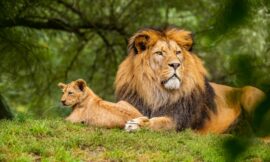 Sasan Gir National Park Booking