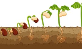 20 Fast-Growing Plants from Seeds That Anyone Can Grow