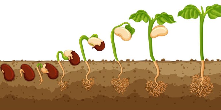 Read more about the article 20 Fast-Growing Plants from Seeds That Anyone Can Grow