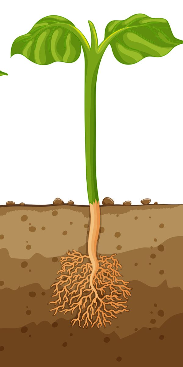 Read more about the article XX Fast-Growing Plants from Seeds That Anyone Can Grow