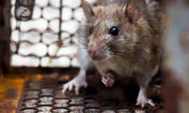 Expert Guide to Effective Rat Extermination