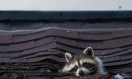 Expert Squirrel and Raccoon Removal Services: Protect Your Home Today